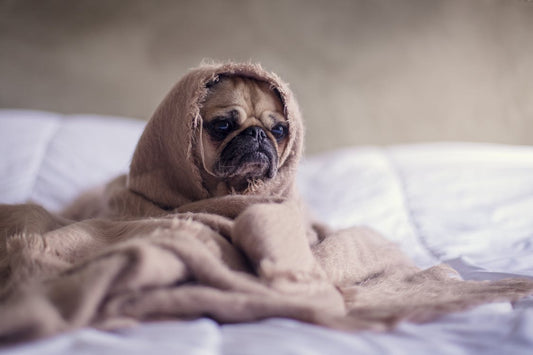 L-CARNITINA LIQUIDA ANTES DE LA CAMA?..